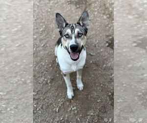 Akita-Siberian Husky Mix Dogs for adoption in Corning, AR, USA