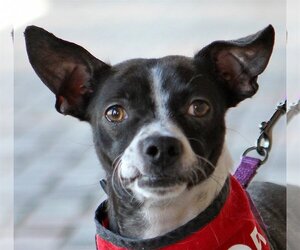 Boston Huahua Dogs for adoption in Mission Viejo, CA, USA
