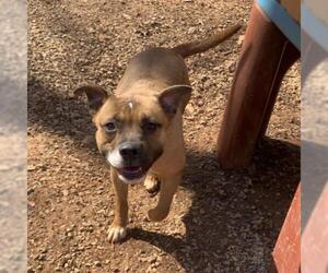 Bulldog Dogs for adoption in Rocky Mount, VA, USA
