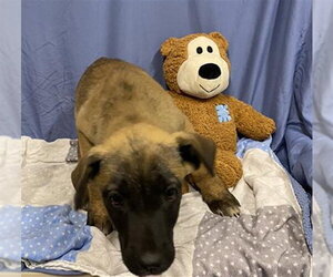 German Shepherd Dog-Unknown Mix Dogs for adoption in Modesto, CA, USA