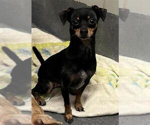 Chihuahua-Unknown Mix Dogs for adoption in San Antonio, TX, USA