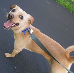 Labrador Retriever Dogs for adoption in East Brunswick, NJ, USA