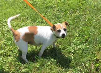 Jack Russell Terrier Dogs for adoption in Bealeton, VA, USA