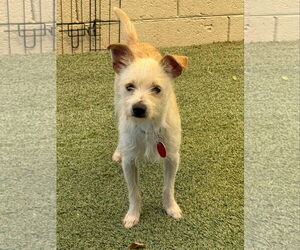 Mutt Dogs for adoption in Tempe , AZ, USA