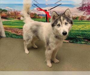 Siberian Husky-Unknown Mix Dogs for adoption in Moreno Valley, CA, USA