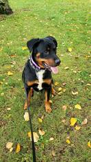 Rottweiler Dogs for adoption in Shelburne, VT, USA