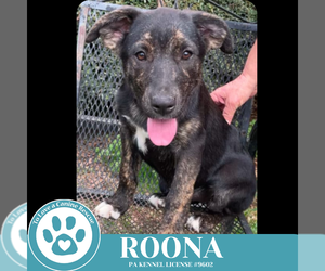 German Shepherd Dog-Unknown Mix Dogs for adoption in Kimberton, PA, USA