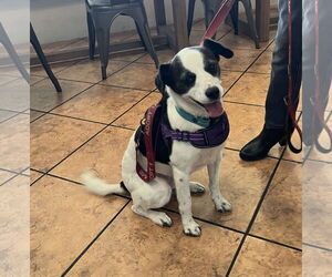 Parson Russell Terrier Dogs for adoption in San Jose, CA, USA