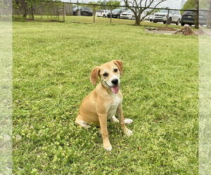 American Foxhound-Unknown Mix Dogs for adoption in Texarkana, TX, USA