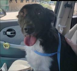 Small Border Collie Mix