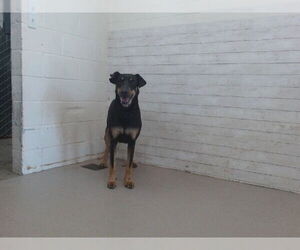 Doberman Pinscher Dogs for adoption in San Bernardino, CA, USA
