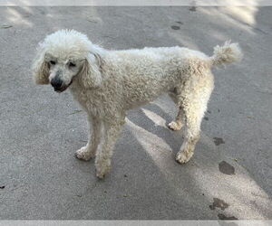 Poodle (Miniature) Dogs for adoption in Phoenix, AZ, USA
