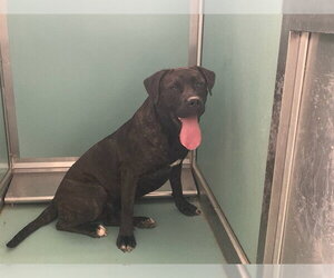Mutt Dogs for adoption in Moreno Valley, CA, USA