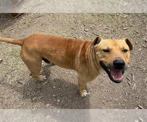 Mastiff-Unknown Mix Dogs for adoption in San Antonio, TX, USA