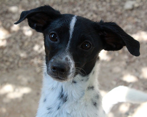 Medium Photo #1 Chiweenie Puppy For Sale in Waco, TX, USA