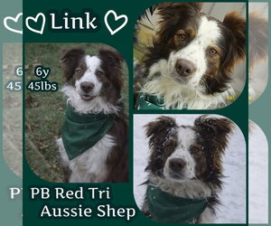 Australian Shepherd Dogs for adoption in Dallas, TX, USA