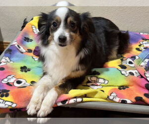Australian Shepherd Dogs for adoption in Sioux Falls, SD, USA