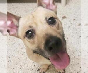 Pembroke Welsh Corgi Dogs for adoption in Denison, TX, USA