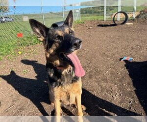 German Shepherd Dog Dogs for adoption in McKinleyville, CA, USA