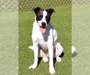 Labrador Retriever-Unknown Mix Dogs for adoption in Rockaway, NJ, USA