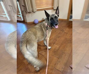 German Shepherd Dog-Unknown Mix Dogs for adoption in Imlay City, MI, USA