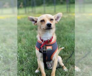 Chihuahua Dogs for adoption in Shelburne, VT, USA