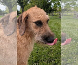 Irish Terrier-Unknown Mix Dogs for adoption in Germantown, OH, USA