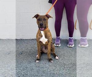 Plott Hound Dogs for adoption in Louisville, KY, USA