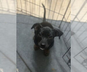 Pinny-Poo Dogs for adoption in Banning, CA, USA