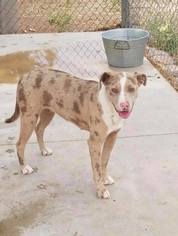 Catahoula Leopard Dog Dogs for adoption in Sandy, UT, USA