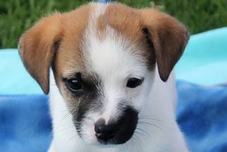 Boston Huahua Dogs for adoption in Livonia, MI, USA