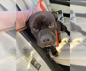 American Pit Bull Terrier Dogs for adoption in Stockton, CA, USA