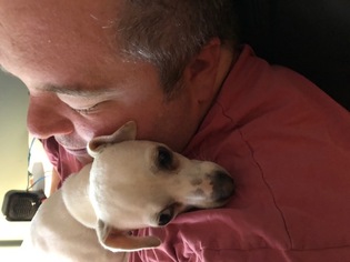 Chiweenie Dogs for adoption in Staunton, VA, USA