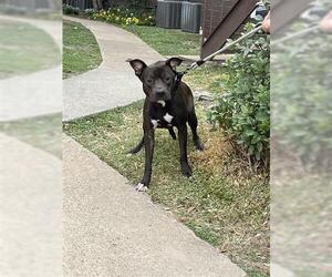 Mutt Dogs for adoption in Houston, TX, USA