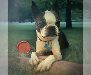 Boston Terrier Dogs for adoption in Spring Lake, NC, USA
