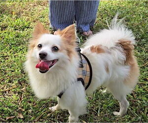 Papillon Dogs for adoption in Weston, FL, USA