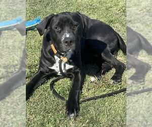 Staffordshire Bull Terrier-Unknown Mix Dogs for adoption in Louisville, KY, USA