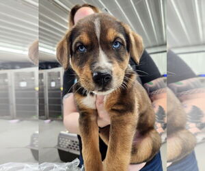 Huskies -Unknown Mix Dogs for adoption in Princeton, MN, USA