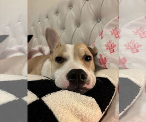 American Pit Bull Terrier-Unknown Mix Dogs for adoption in Chandler, AZ, USA