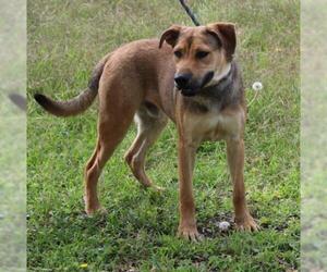 Shepradors Dogs for adoption in Bandera, TX, USA