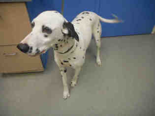 Dalmatian Dogs for adoption in Pueblo, CO, USA