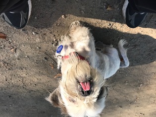 Shih Tzu Dogs for adoption in Quincy, MA, USA