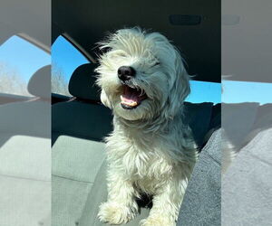 Shih Tzu-Unknown Mix Dogs for adoption in Mooresville, NC, USA