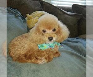 Poodle (Toy) Dogs for adoption in Bowmanville, Ontario, Canada