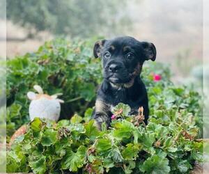 Texas Heeler-Unknown Mix Dogs for adoption in Jackson, CA, USA