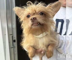 Chihuahua-Unknown Mix Dogs for adoption in Washington, DC, USA