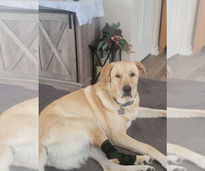 Golden Pyrenees Dogs for adoption in Springdale, PA, USA