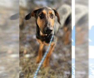 German Shepherd Dog-Greyhound Mix Dogs for adoption in garner, NC, USA
