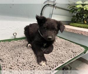 German Shepherd Dog-Great Pyrenees Mix Dogs for adoption in Downey, CA, USA