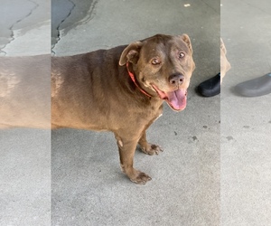 Labrador Retriever-Unknown Mix Dogs for adoption in Sonora, CA, USA